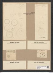 Podosira ambigua Grun. (de-Toni-Nr.: Genus 217, Species 5475) Zeichnungen Sammlung Grunow Nr. 9403 (NHMW-BOT-W0379243)